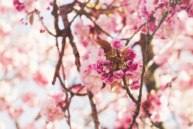 Branche d'arbre sakura en fleurs, fond abstrait printemps