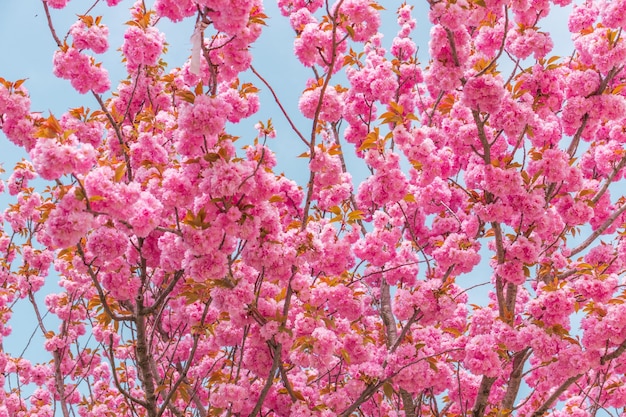 Branche d'arbre Sakura en fleurs roses