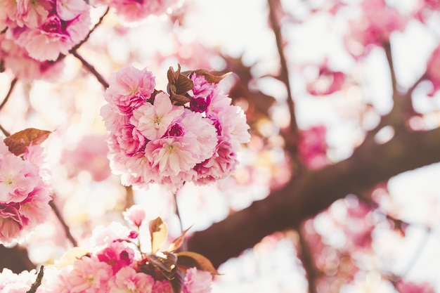 Branche d'arbre sakura frais avec des fleurs sur un flou