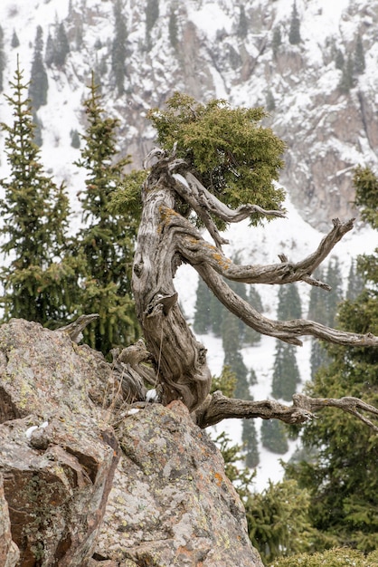 Branche d'arbre séchée sur un rocher dans les montagnes enneigées