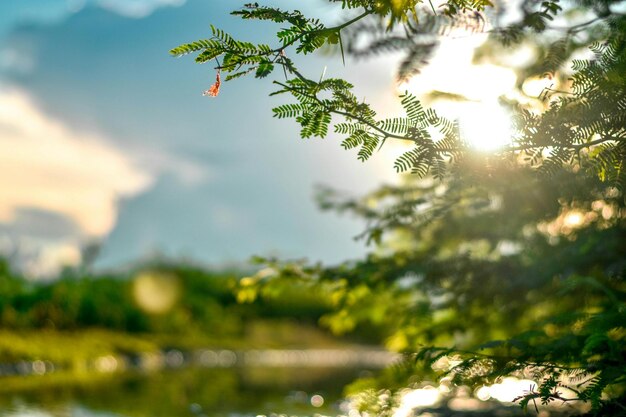 une branche d'arbre avec le soleil brillant à travers les branches