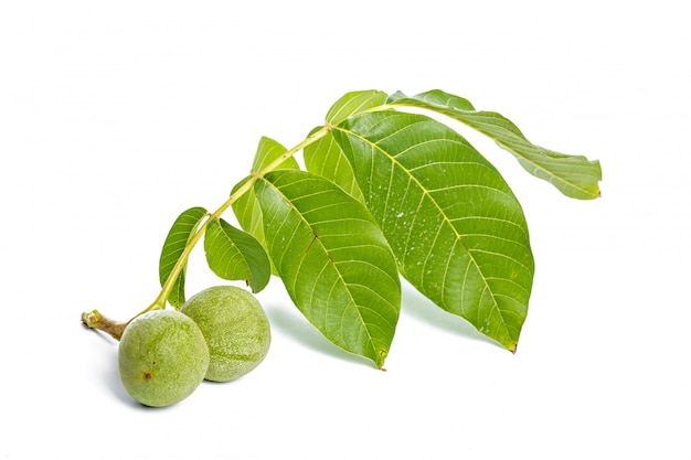 Branche d'arbre vert fruits noix isolé sur un blanc