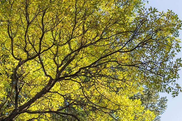 Branche d&#39;arbre vert