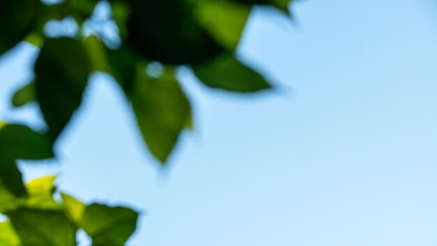 Photo branche d'arbres contre le ciel bleu vue de dessous vert naturel laisser fond d'arbre avec espace de copie