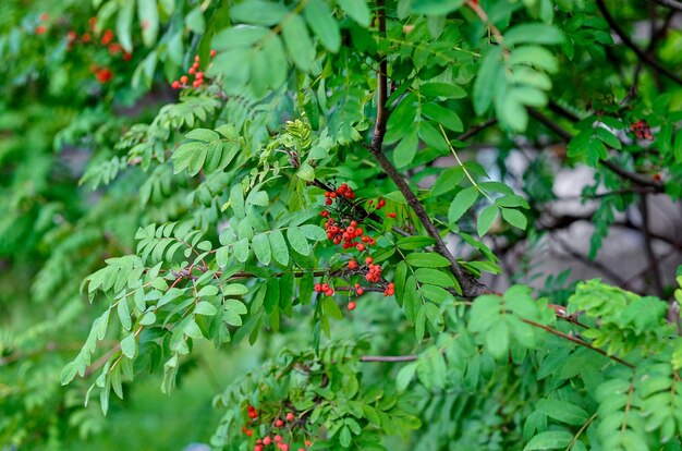 Branche d'arbres Rowan dans le parc