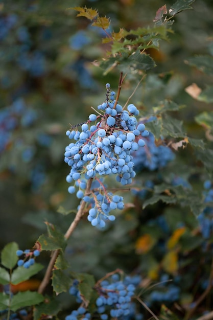 Une branche d'un arbuste ornemental houx mahonia avec des baies bleues mûres
