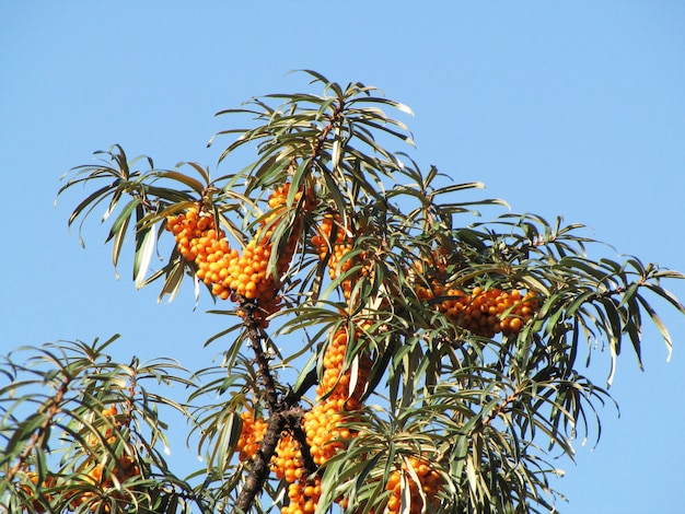 La branche d'argousier sur fond de ciel bleu