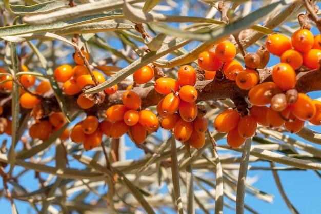 Branche d'argousier