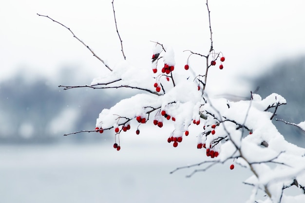 Une branche d'aubépine enneigée aux fruits rouges sur une rive de rivière en hiver