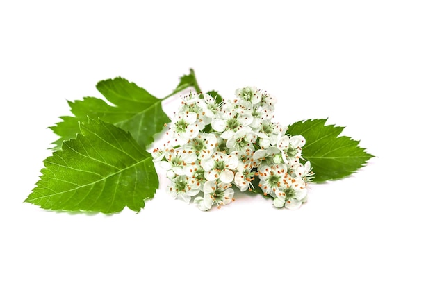 Branche d'aubépine avec des fleurs sur fond blanc