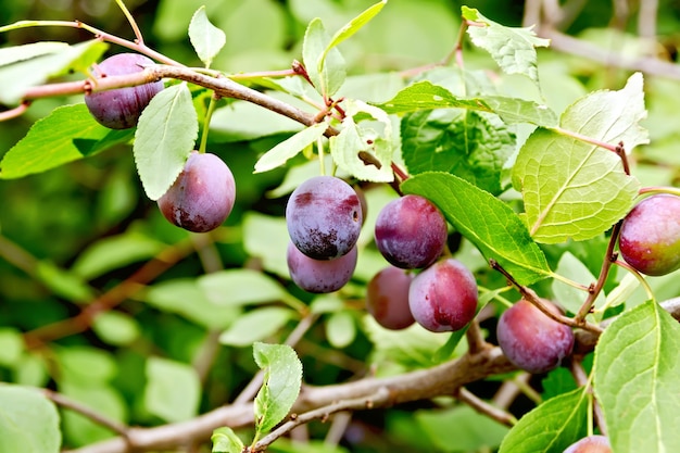 Branche aux prunes mûres violettes sur fond de feuillage vert