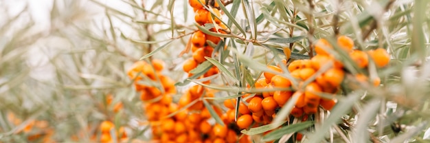 Une branche de baies d'argousier orange se bouchent. beaucoup de baies utiles d'argousier sur un buisson aux feuilles vertes. la baie à partir de laquelle l'huile est fabriquée. défocalisé ou faible profondeur de champ. bannière