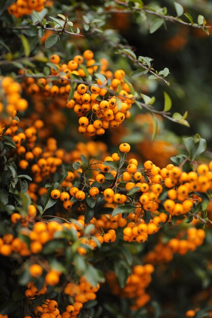 Branche de baies d&#39;argousier orange