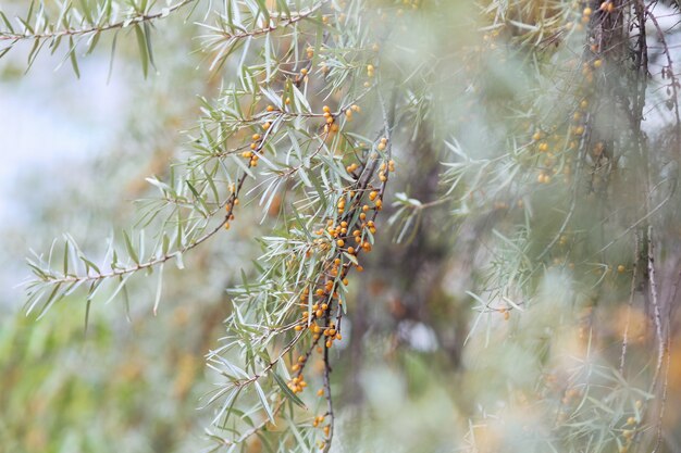 Une branche de baies d'argousier se bouchent