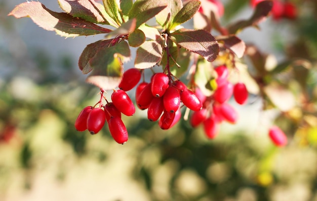 Une branche avec des baies d'épine-vinette fraîches rouges dans la nature