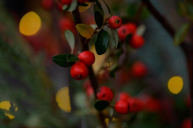 Une branche avec des baies rouges et des feuilles vertes