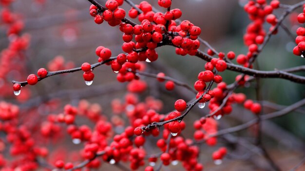 une branche avec des baies rouges qui a de l'eau dessus