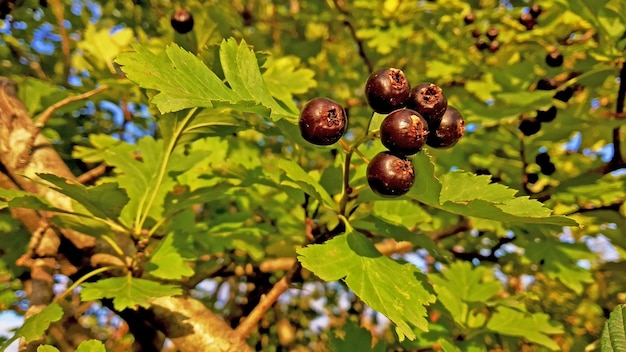 une branche avec des baies vertes et brunes