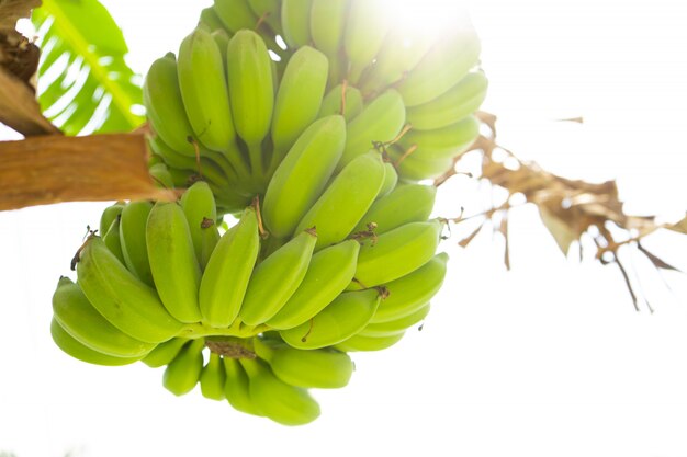 Branche de banane. Les bananes vertes pendent sur un arbre