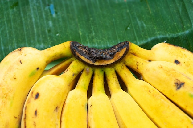 Une branche de bananes jaunes juteuses.