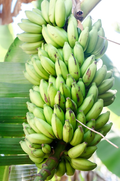 La branche des bananes vertes pousse sur un palmier