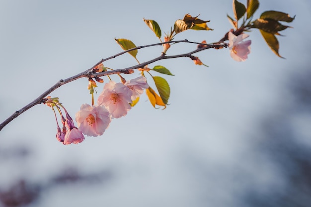 Branche de bannière de printemps de cerisier en fleurs sur fond de ciel bleu