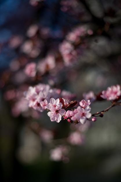 Branche Beautiful Pink Cherry Plum, Prunus Cerasifera Nigra, qui fleurit au début du printemps. Arbre décoratif de conception de paysage.