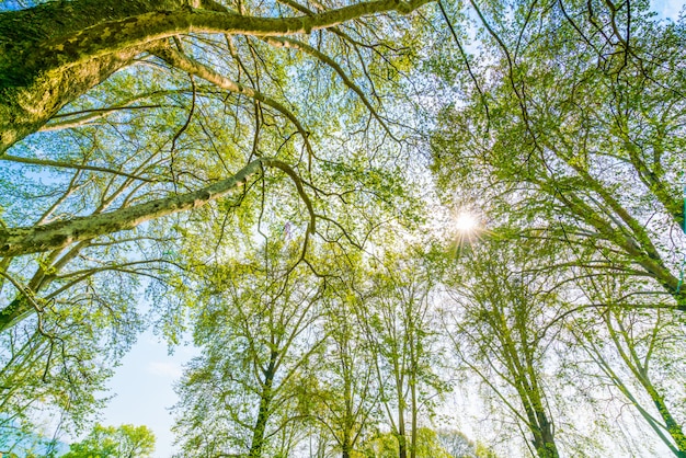 Branche de beaux arbres sur un ciel bleu.