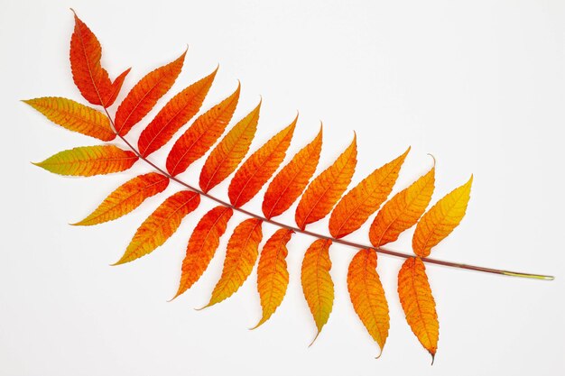 Photo branche avec de belles feuilles d'automne isolées feuilles d'automne tombées rouges et jaunes isolées