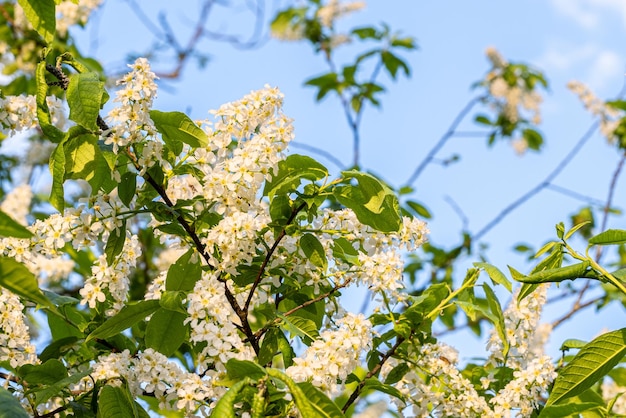 Branche de belles fleurs lilas sur fond vert, fond de printemps naturel, mise au point sélective douce. photo de haute qualité