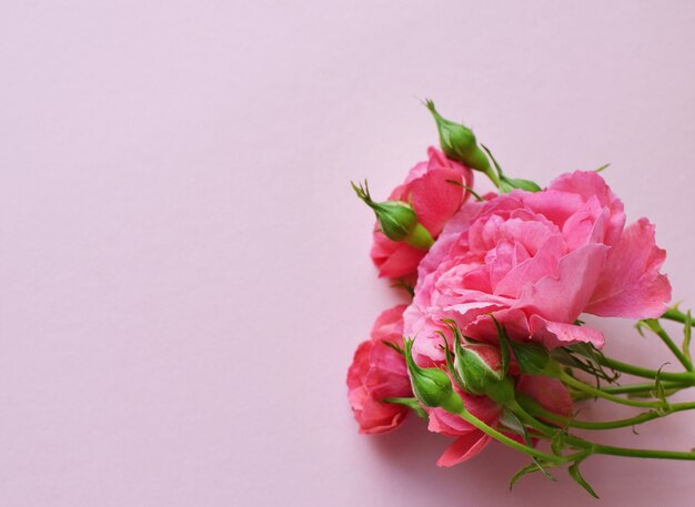 Une branche de belles roses roses avec des bourgeons sur fond rose. La Saint-Valentin. Espace de copie