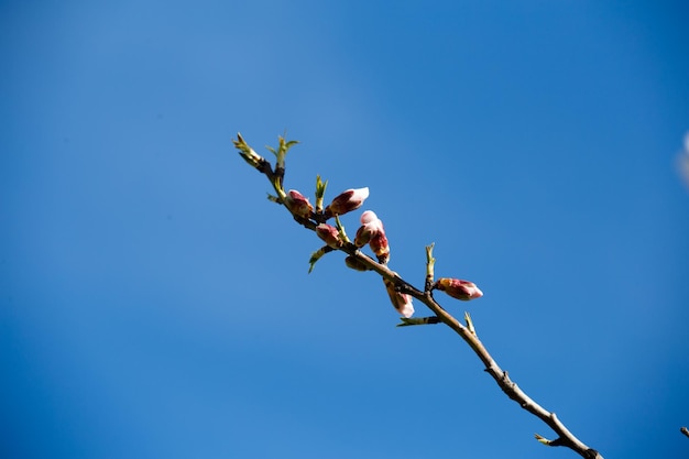 Branche blanche en fleurs contre le ciel bleu