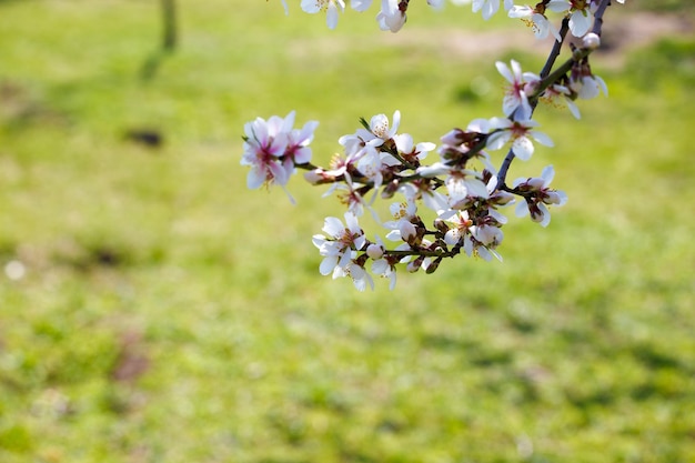 Branche blanche en fleurs sur fond d'herbe verte