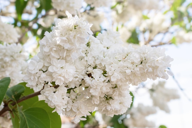 Branche blanche de lilas blanc lilas en fleurs