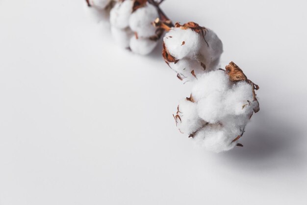 Une branche de bois mort de coton sur un fond blanc isolé pour la conception