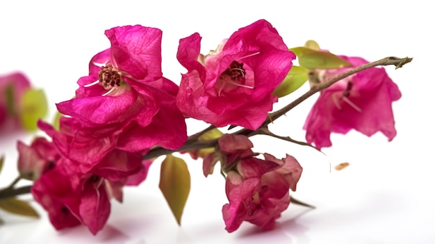 Une branche de bougainvilliers en fleurs en gros plan sur un fond blanc Un élément pour une conception à grande échelle générer ai