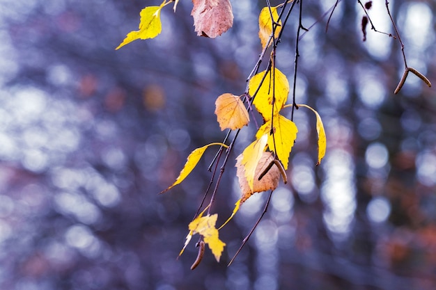 Branche de bouleau avec des feuilles d'automne sèches jaunes sur un arrière-plan flou