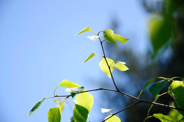 Branche de bouleau avec feuilles dans l'après-midi
