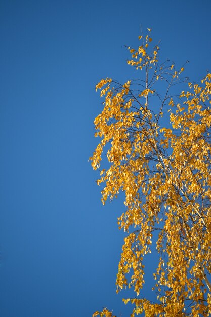 Branche de bouleau avec des feuilles jaunes contre le ciel avec des nuages.