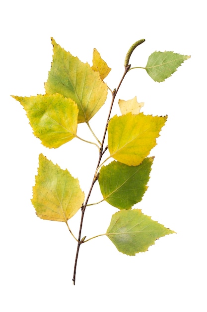 Branche de bouleau avec des feuilles jaunes et vertes sur fond blanc