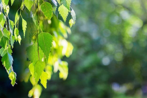 Branche de bouleau avec des feuilles vertes sur un arrière-plan flou sombre par temps ensoleillé