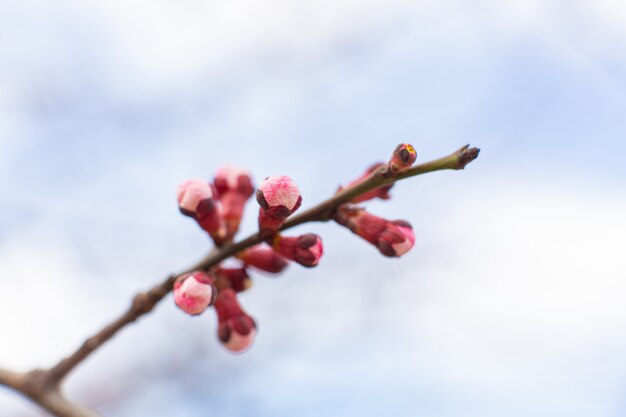 Branche de bouleau en fleurs contre le ciel. Arbres à fleurs de printemps