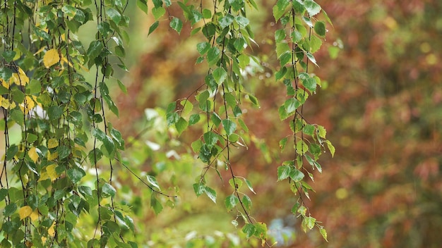 Branche de bouleau avec des gouttes de pluie