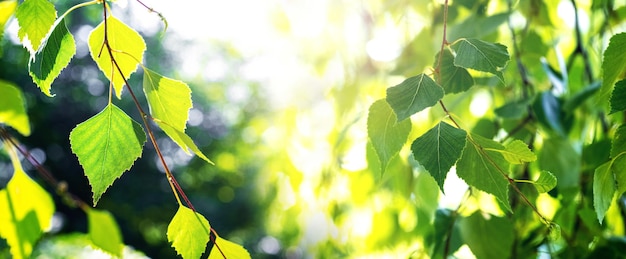 Branche de bouleau avec de jeunes feuilles vertes en été sur un fond flou