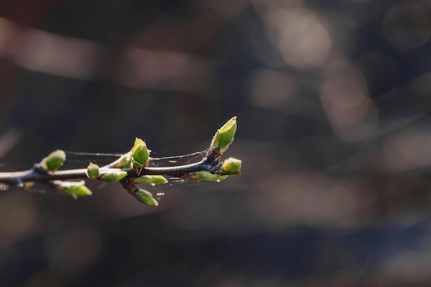 Branche avec des bourgeons sur fond flou