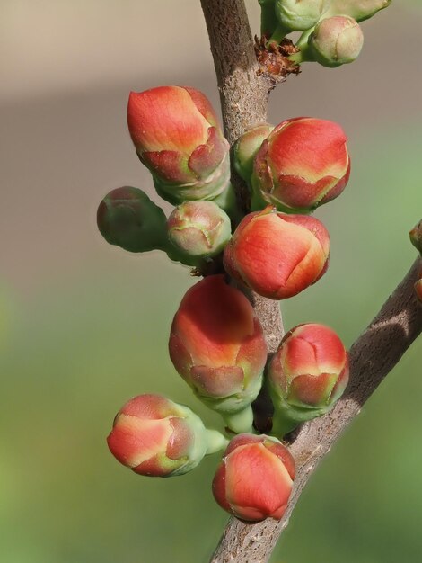 Photo une branche avec des bourgeons et le mot pêche dessus