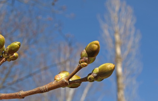 Une branche avec des bourgeons d'une nature printanière d'érable houx