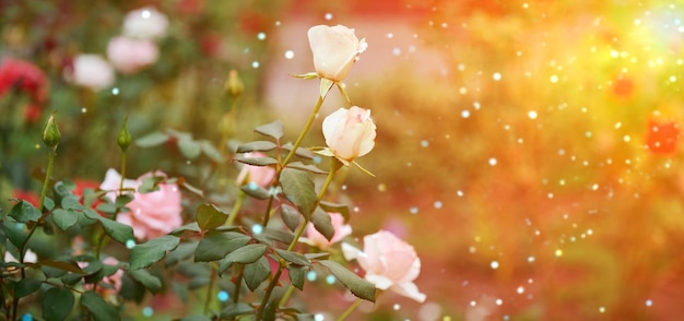 Branche avec des boutons de roses roses en fleurs et des feuilles vertes, gros plan