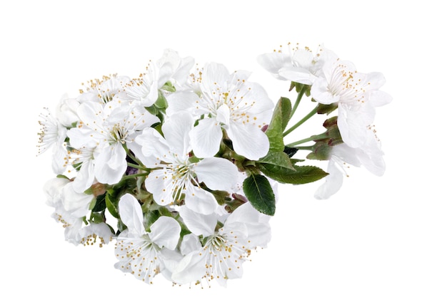Branche de brin avec des fleurs. Isolé sur fond blanc.