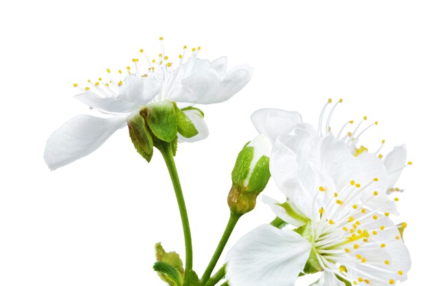 Branche de brin avec des fleurs. Isolé sur fond blanc.